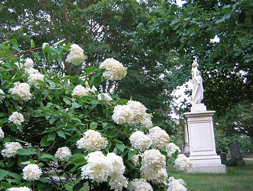 Forest Hills hydrangeas