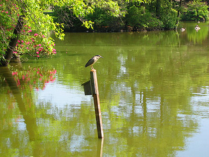 Night Heron at Lake Hibiscus