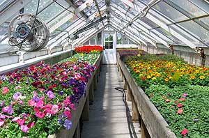 greenhouse picture